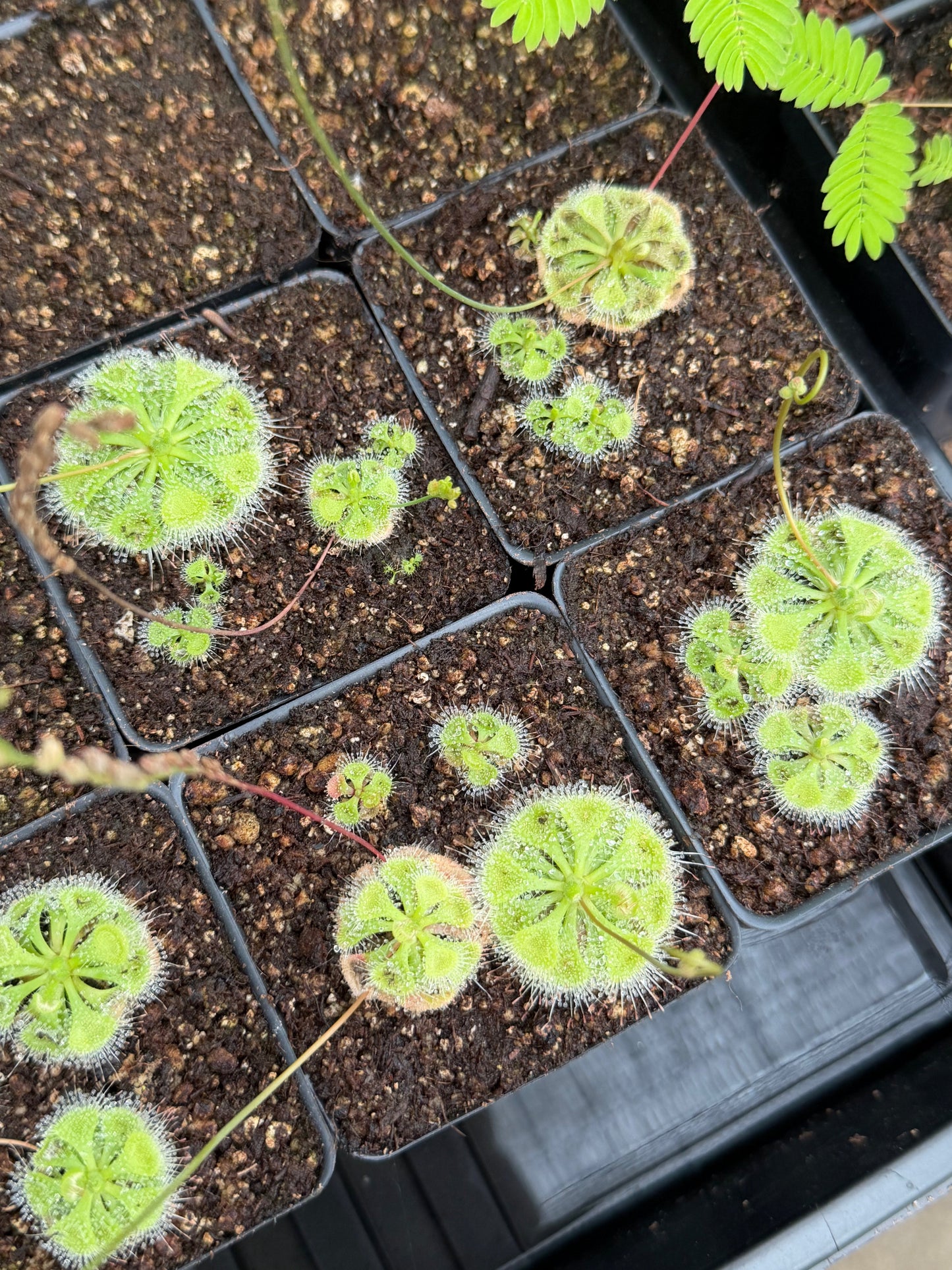 Drosera burmannii (3+ plants per pot)