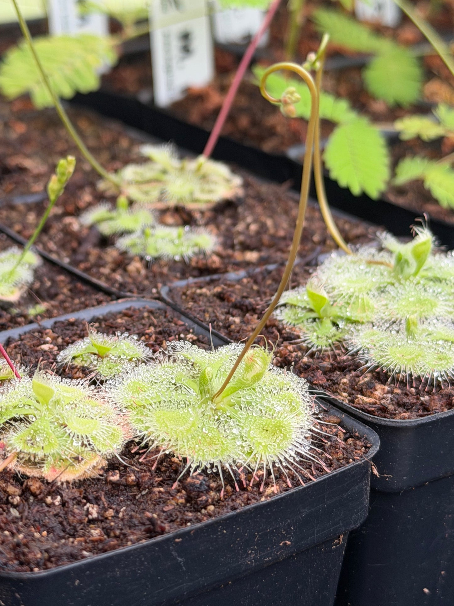 Drosera burmannii (3+ plants per pot)