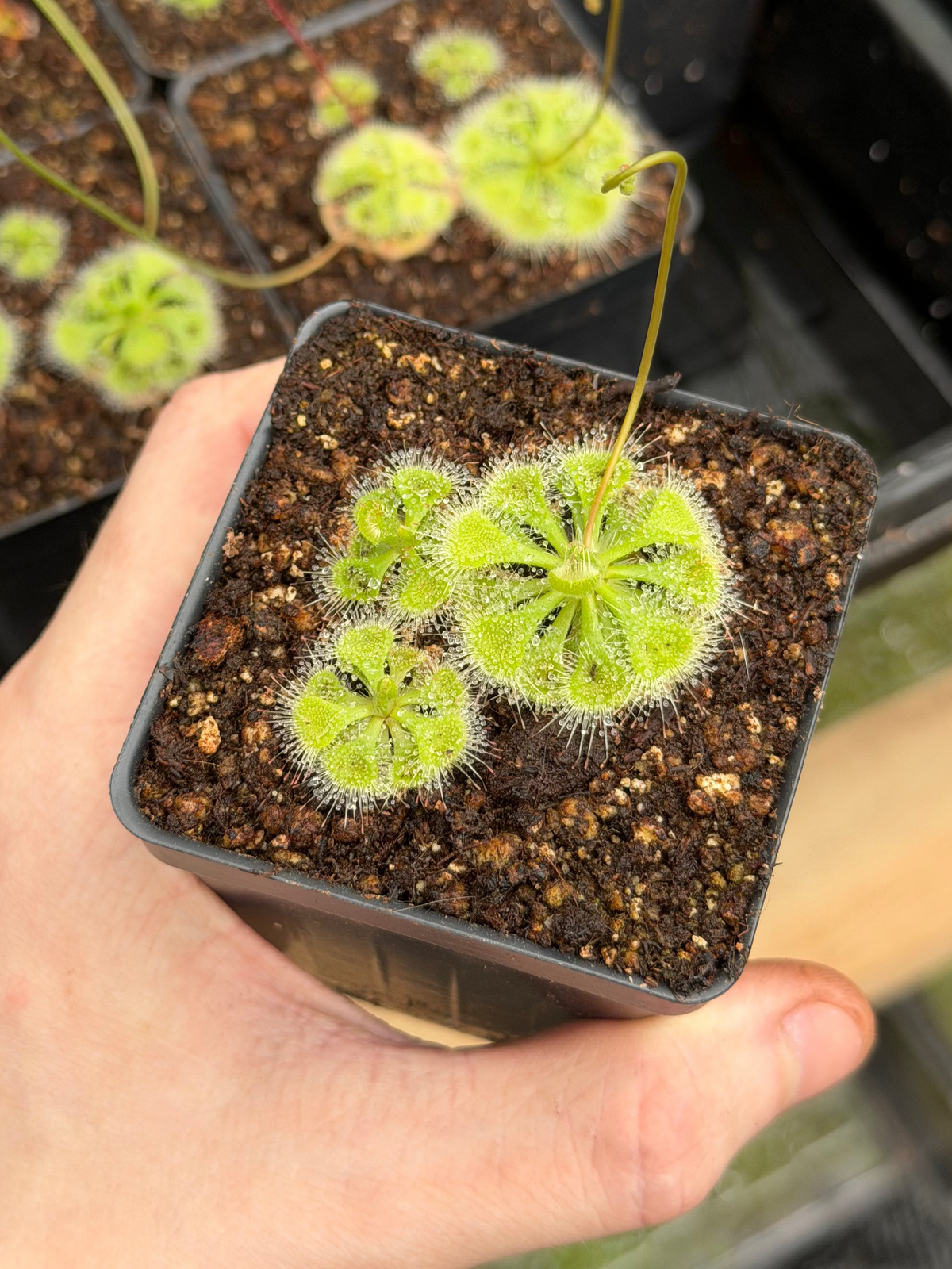 Drosera burmannii (3+ plants per pot)