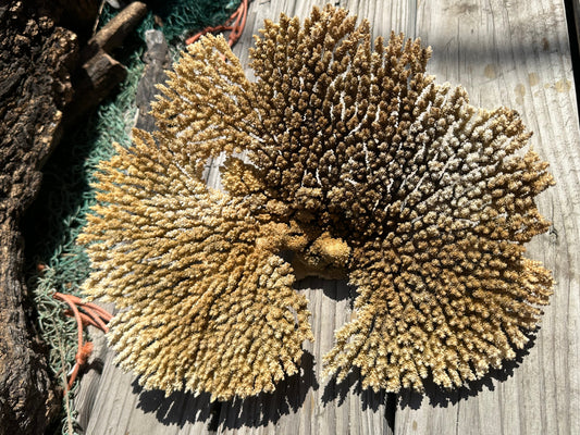Vintage Table Coral 14" - Natural Acropora Specimen – Coral