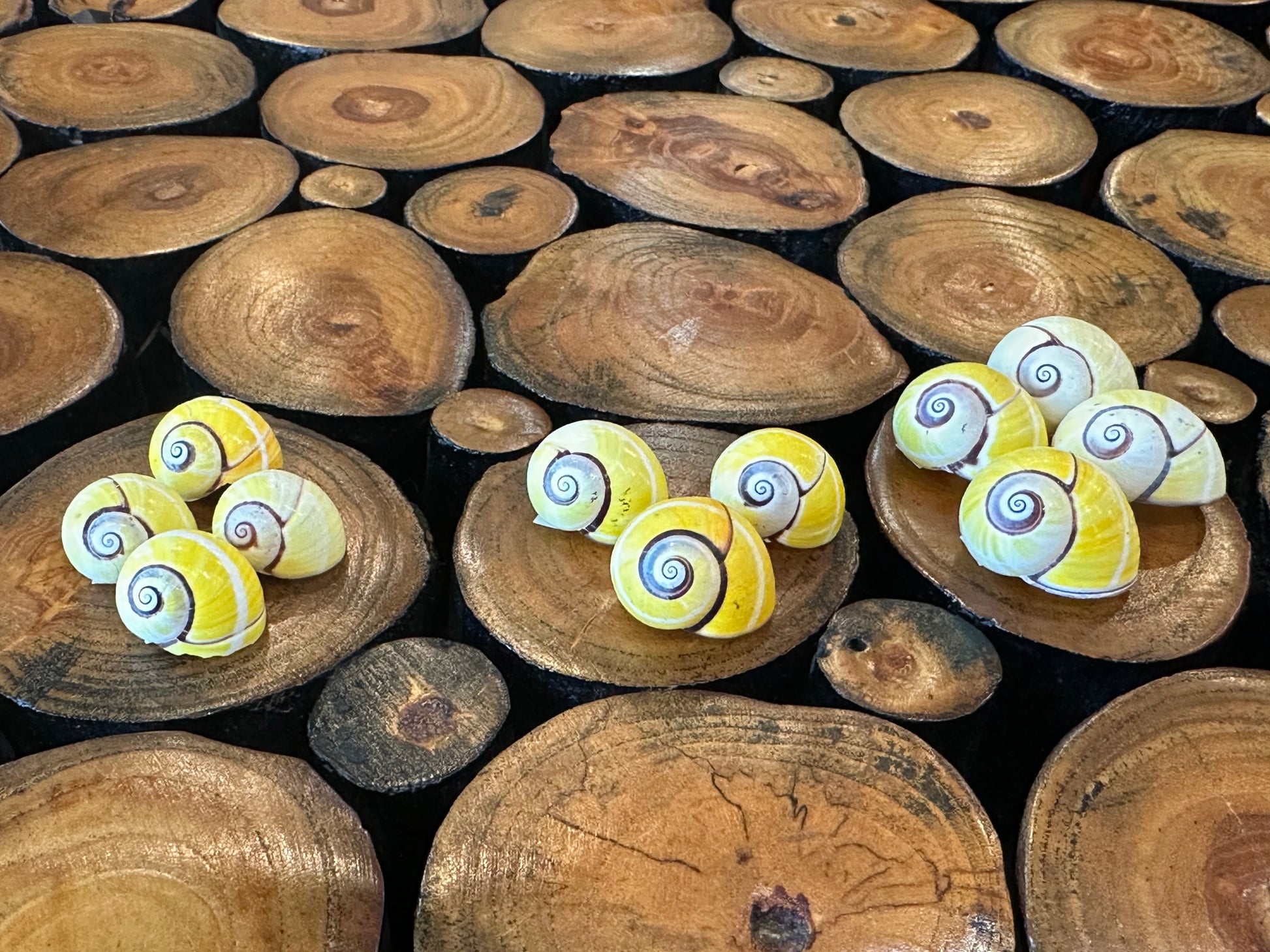 Yellow Polymita Picta Shell – Striped Cuban Land Snail –