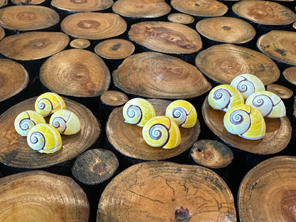 Yellow Polymita Picta Shell – Striped Cuban Land Snail –