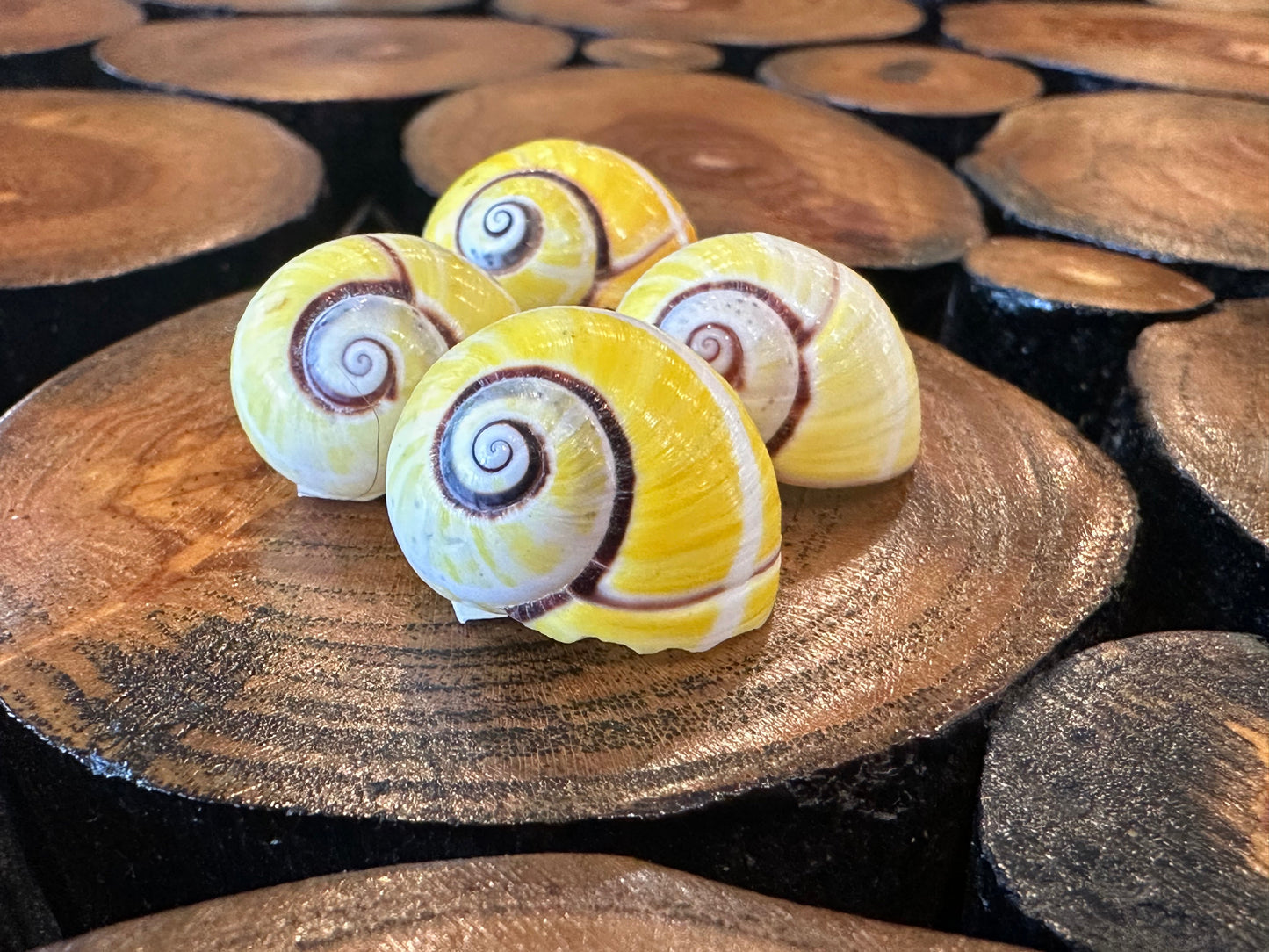 Yellow Polymita Picta Shell – Striped Cuban Land Snail –
