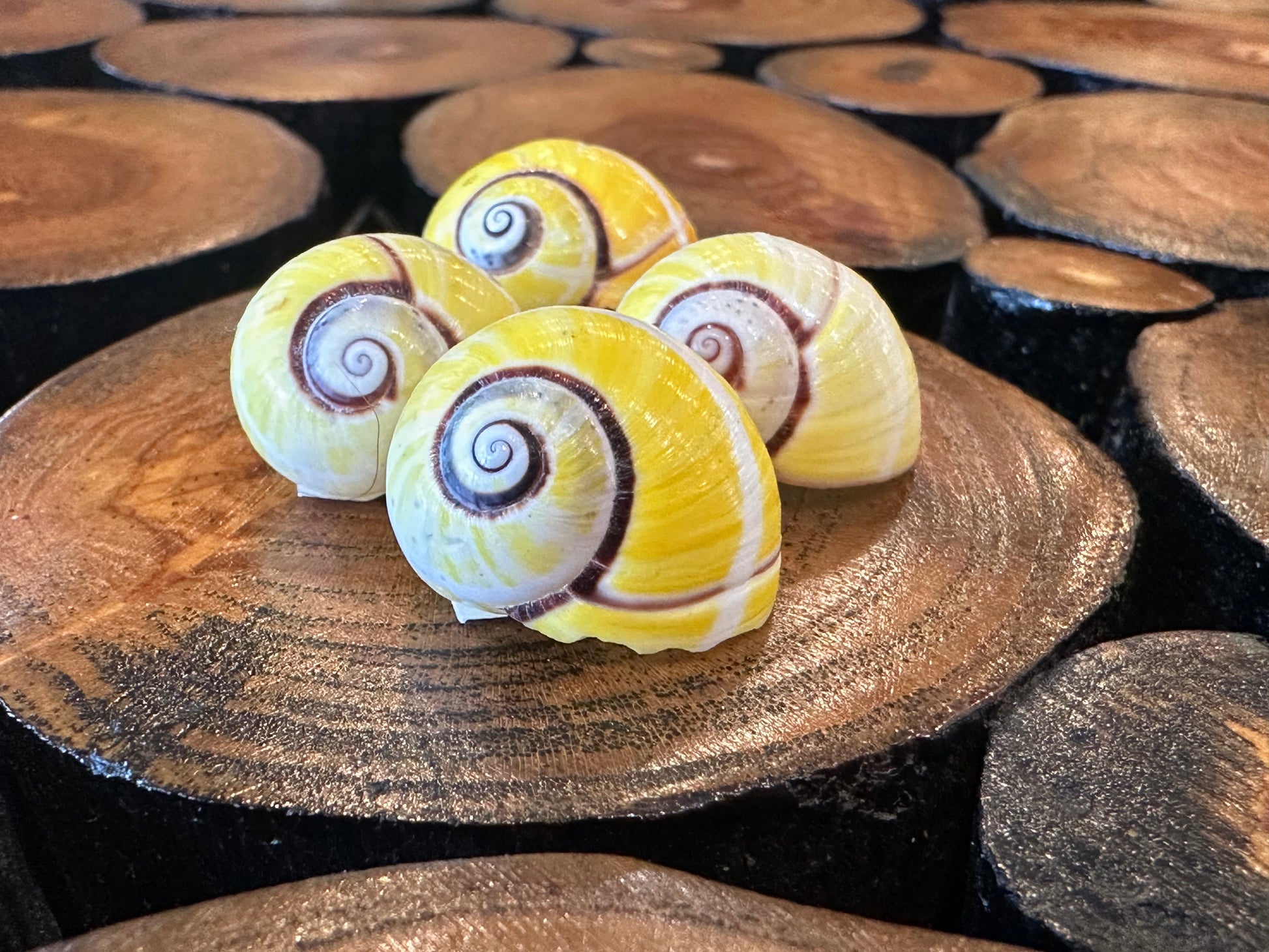 Yellow Polymita Picta Shell – Striped Cuban Land Snail –