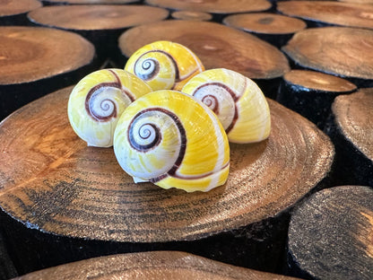 Yellow Polymita Picta Shell – Striped Cuban Land Snail –