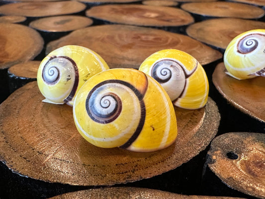 Yellow Polymita Picta Shell – Striped Cuban Land Snail –