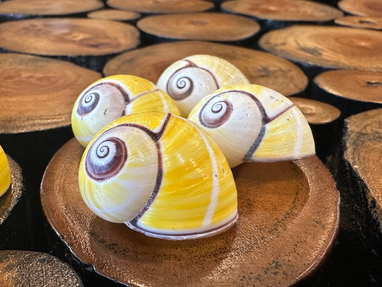 Yellow Polymita Picta Shell – Striped Cuban Land Snail –