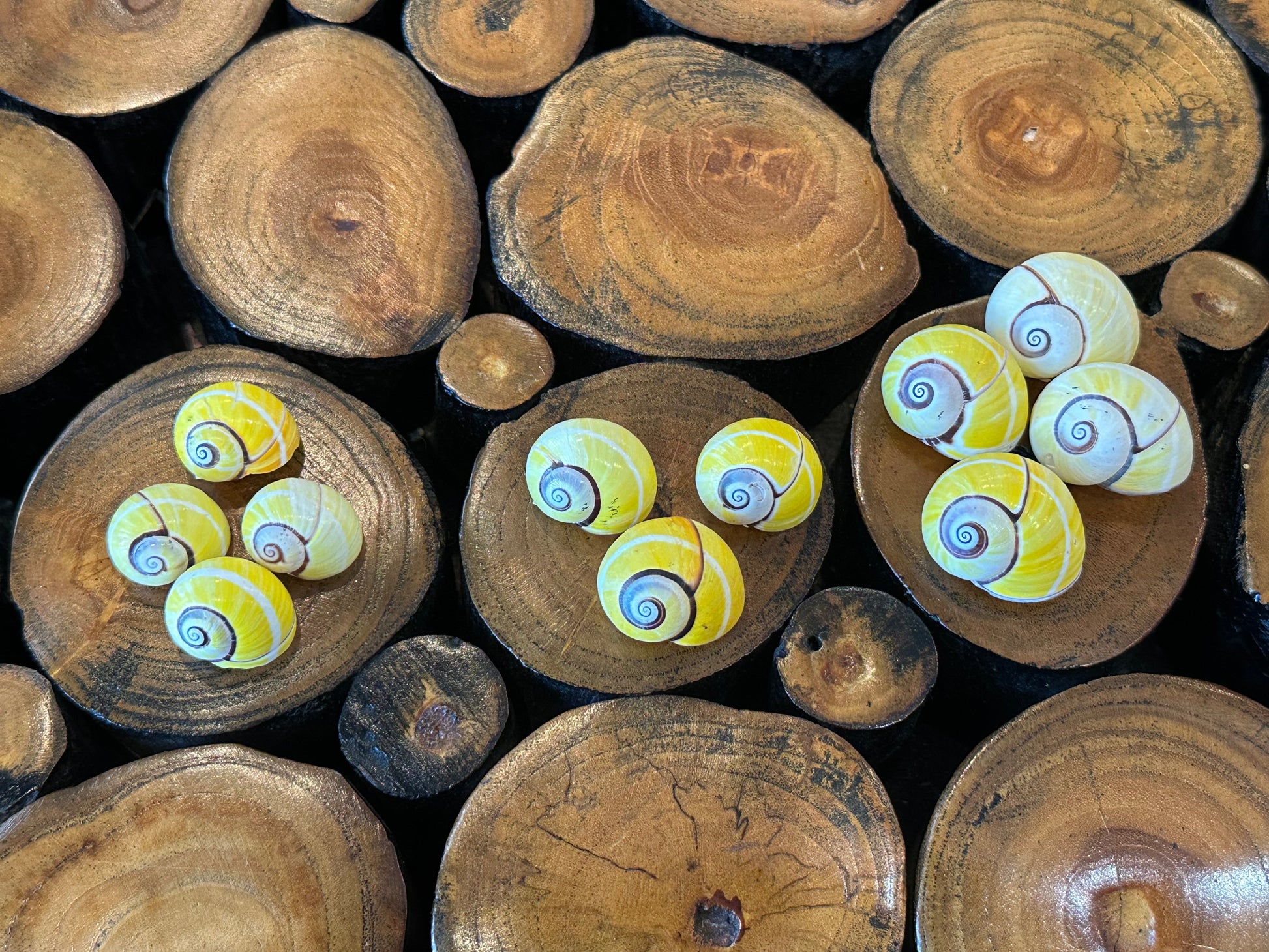 Yellow Polymita Picta Shell – Striped Cuban Land Snail –