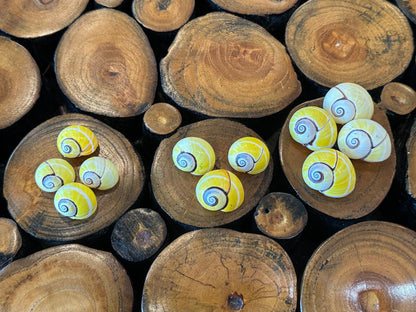 Yellow Polymita Picta Shell – Striped Cuban Land Snail –