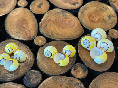 Yellow Polymita Picta Shell – Striped Cuban Land Snail –