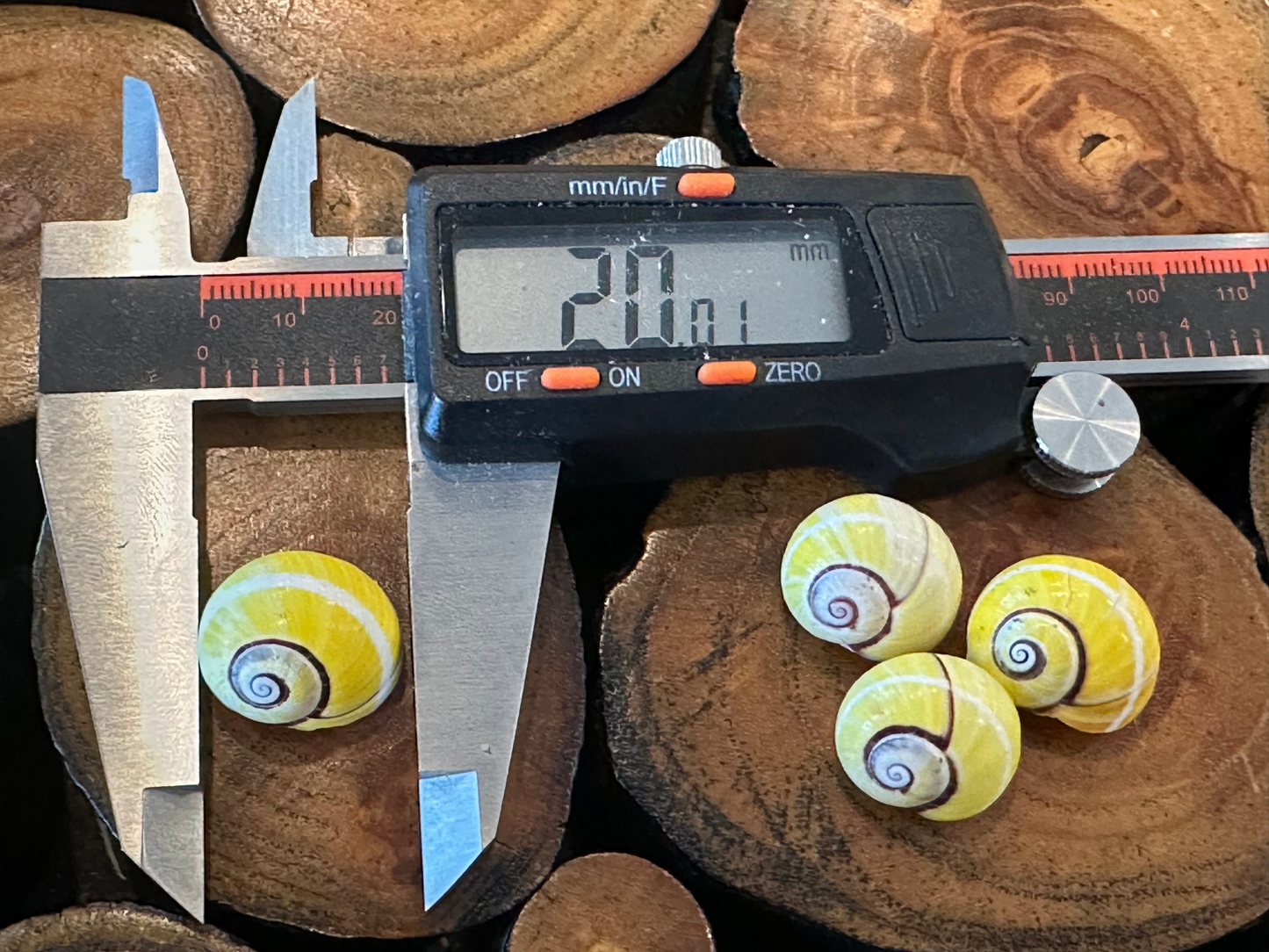 Yellow Polymita Picta Shell – Striped Cuban Land Snail – Small 15-20mm