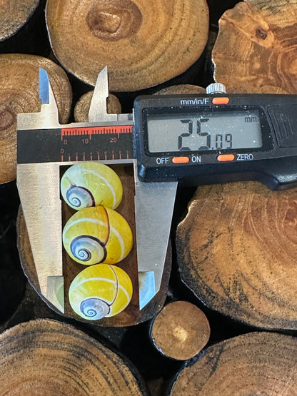 Yellow Polymita Picta Shell – Striped Cuban Land Snail – Medium 20-25mm