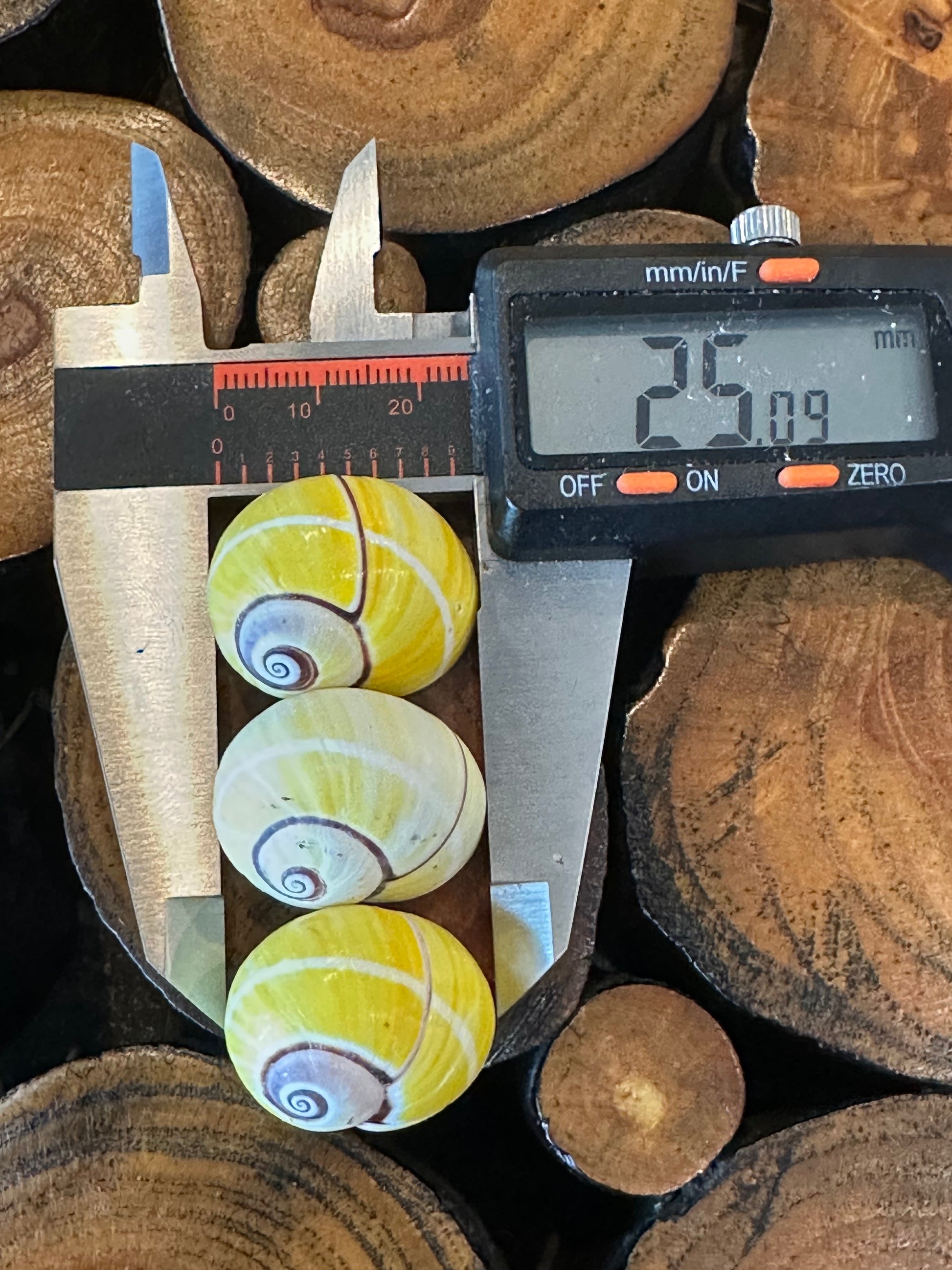 Yellow Polymita Picta Shell – Striped Cuban Land Snail – Large 25mm+
