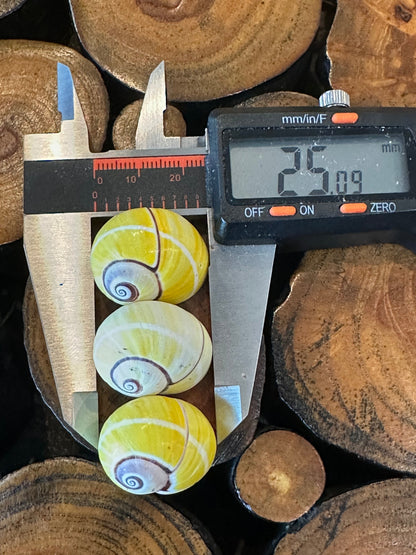 Yellow Polymita Picta Shell – Striped Cuban Land Snail – Large 25mm+