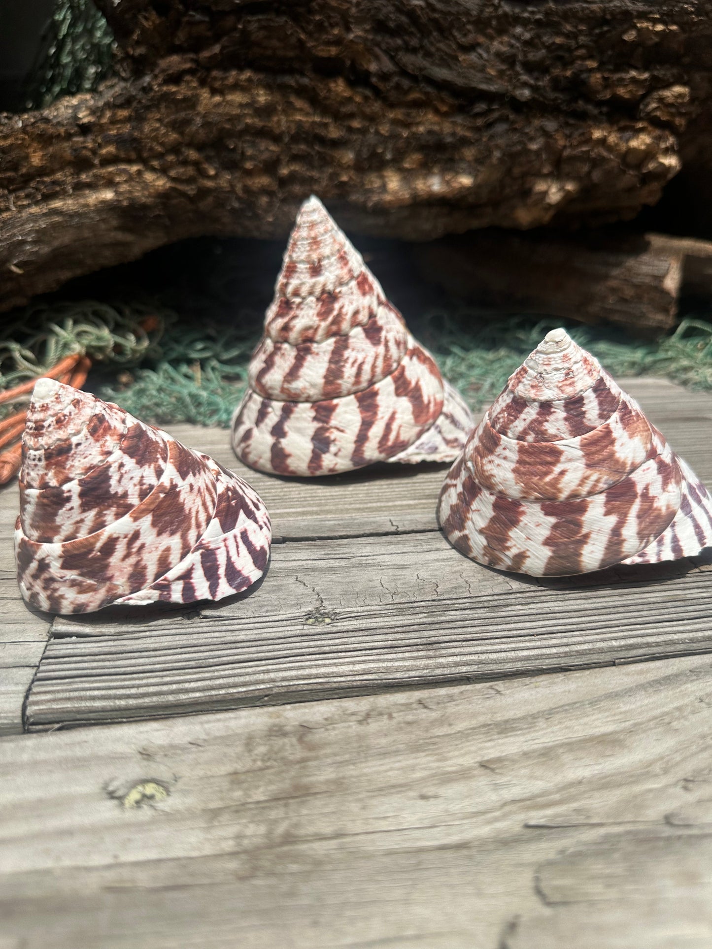 Trochus Niloticus Shells Set of 3 - Maroon Spiral Seashells 2.5-4" –