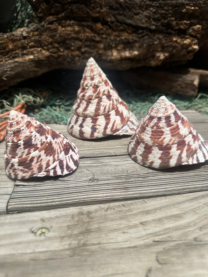 Trochus Niloticus Shells Set of 3 - Maroon Spiral Seashells 2.5-4" –