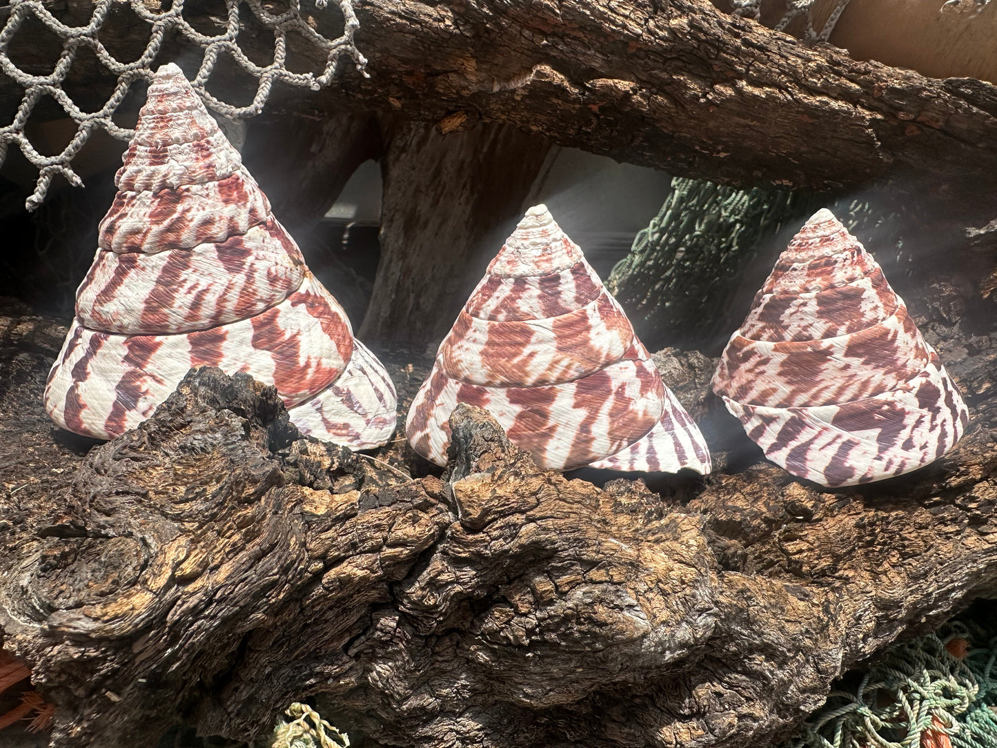 Trochus Niloticus Shells Set of 3 - Maroon Spiral Seashells 2.5-4" –