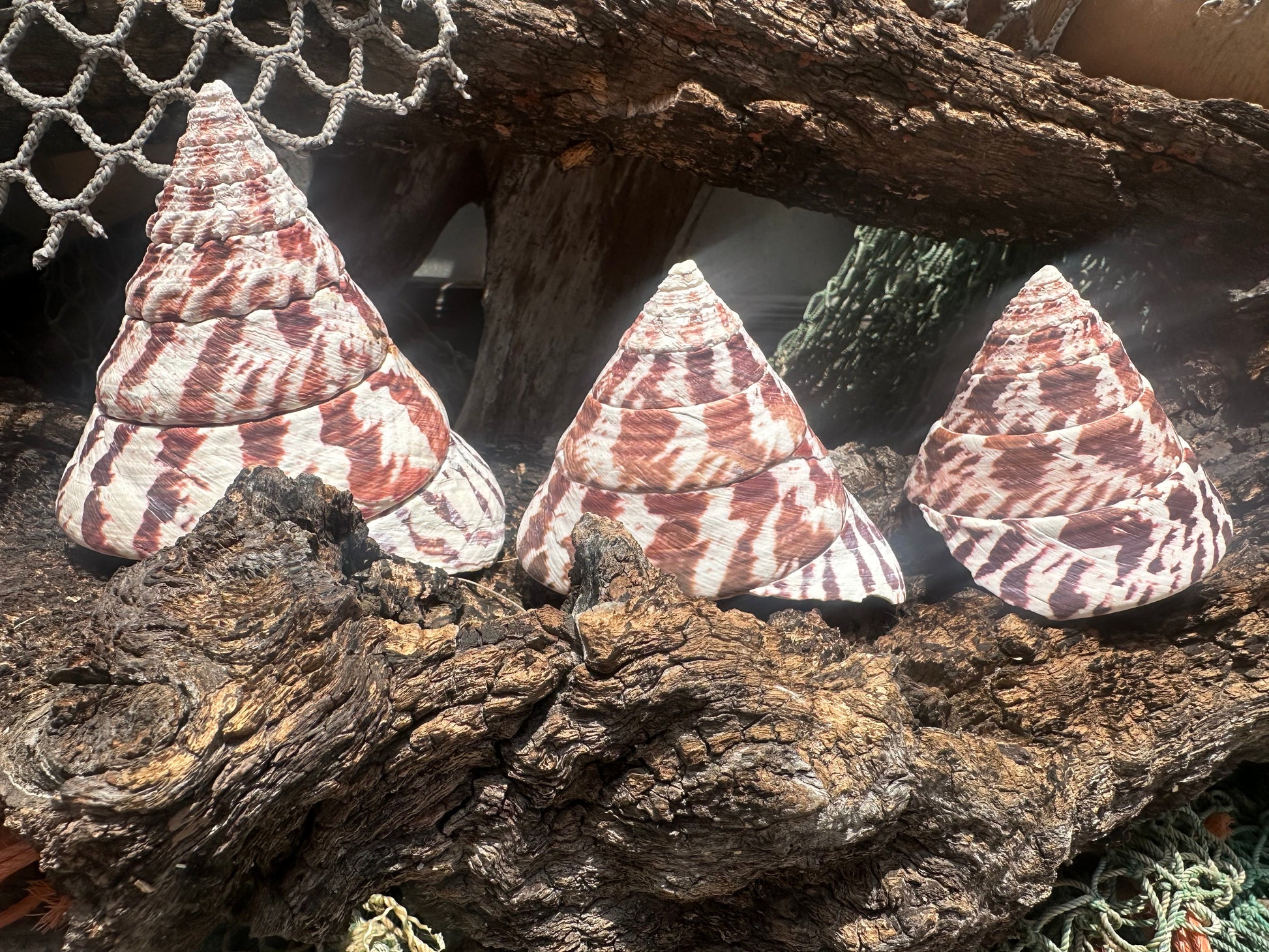 Trochus Niloticus Shells Set of 3 - Maroon Spiral Seashells 2.5-4" –