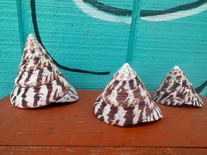 Trochus Niloticus Shells Set of 3 - Maroon Spiral Seashells 2.5-4" –