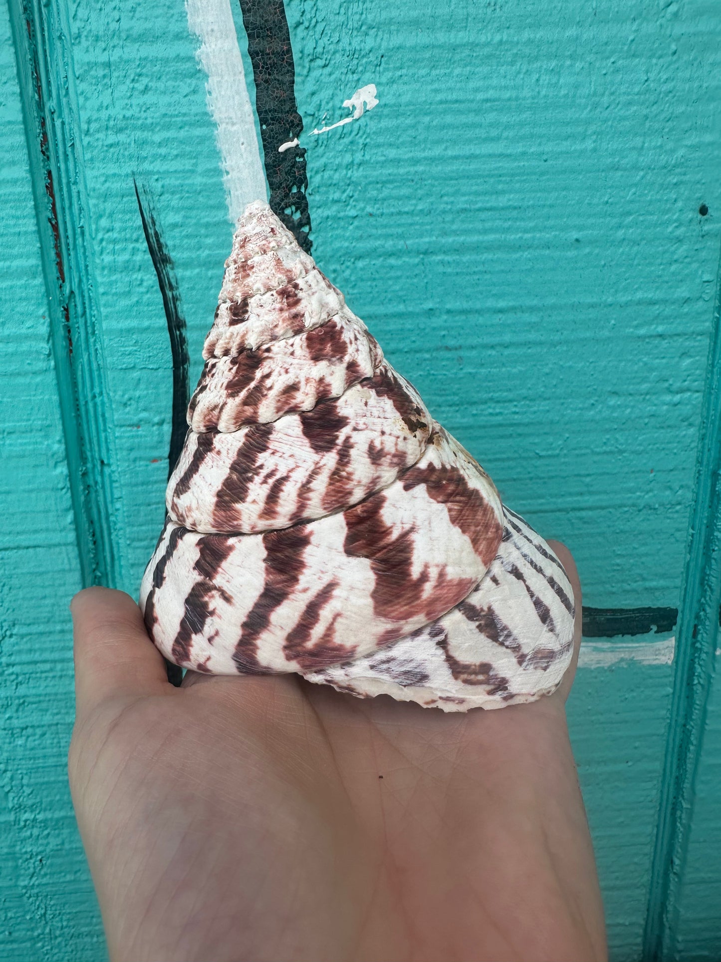 Trochus Niloticus Shells Set of 3 - Maroon Spiral Seashells 2.5-4" –