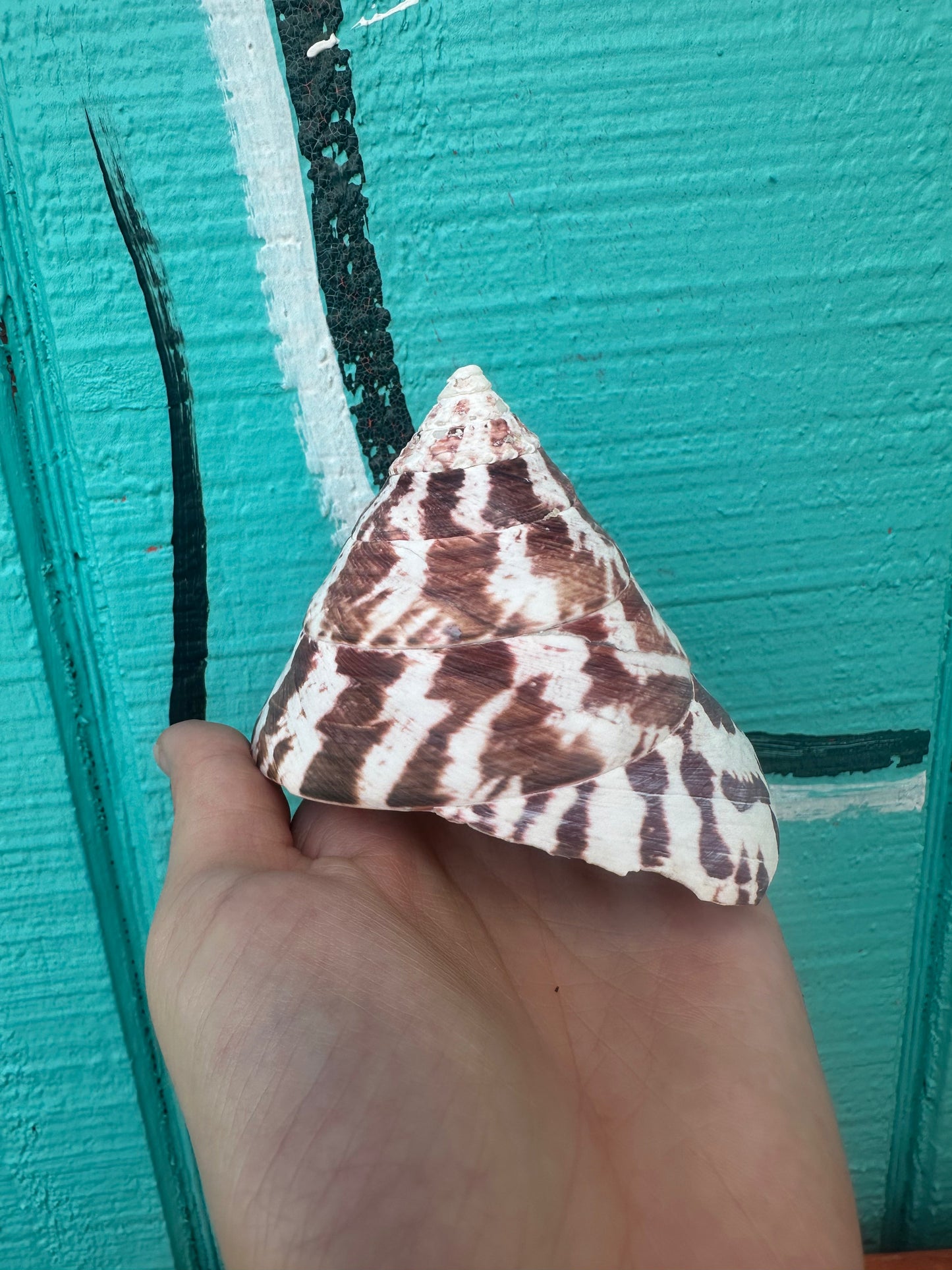 Trochus Niloticus Shells Set of 3 - Maroon Spiral Seashells 2.5-4" –
