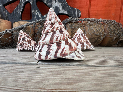 Trochus Niloticus Shells Set of 3 - Maroon Spiral Seashells 2.5-4" –