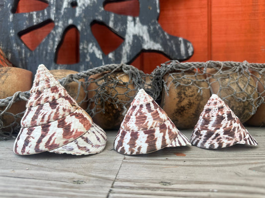 Trochus Niloticus Shells Set of 3 - Maroon Spiral Seashells 2.5-4" –