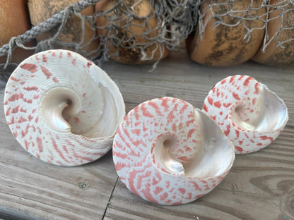 Trochus Niloticus Shells Set of 3 - Maroon Spiral Seashells 2.5-4" –