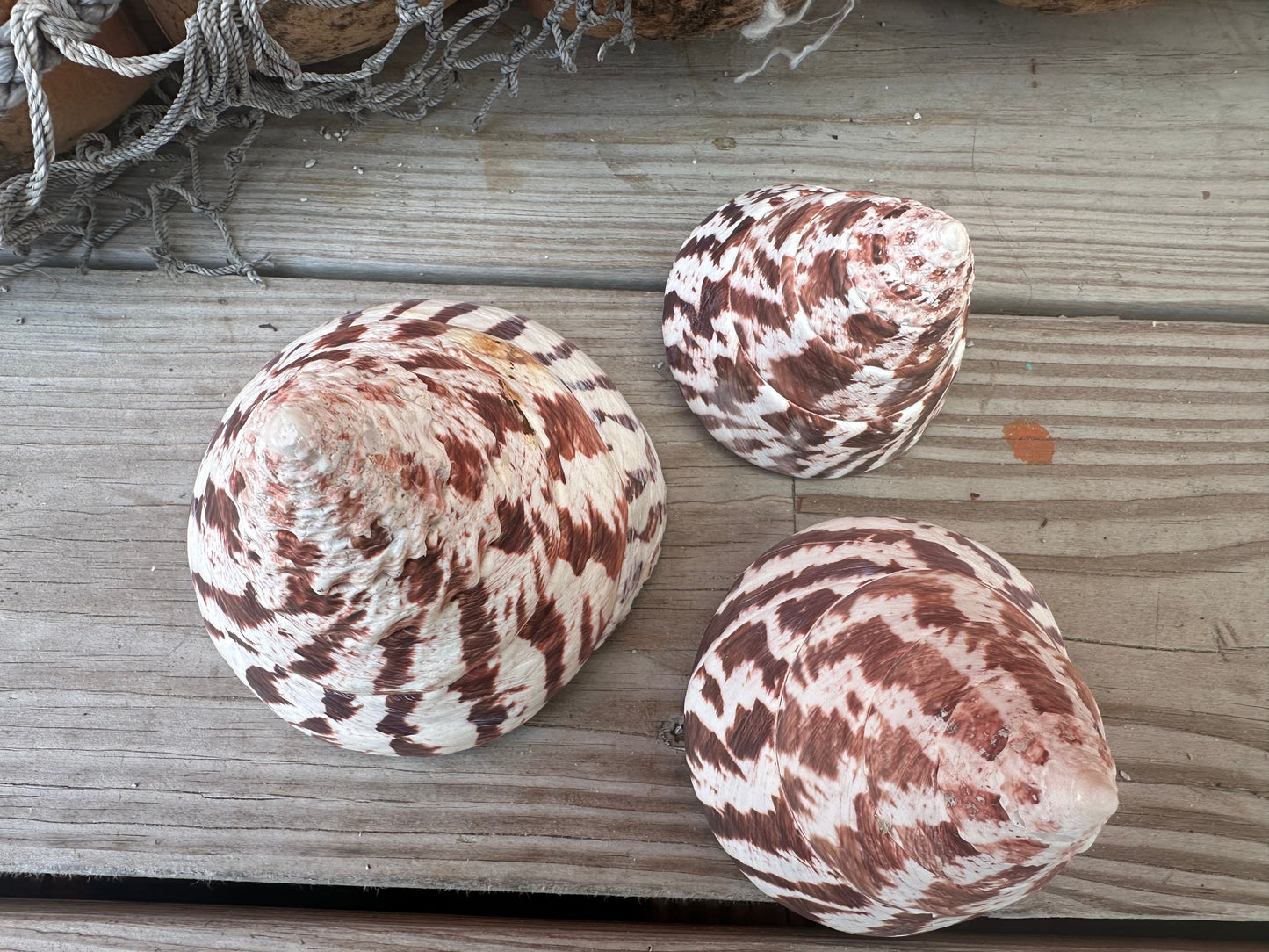 Trochus Niloticus Shells Set of 3 - Maroon Spiral Seashells 2.5-4" –