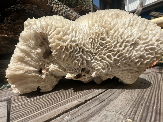 Vintage Brain Coral - 9x7x4.5" –