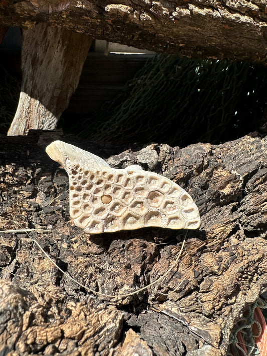 Fossilized Drum Mouth Plate