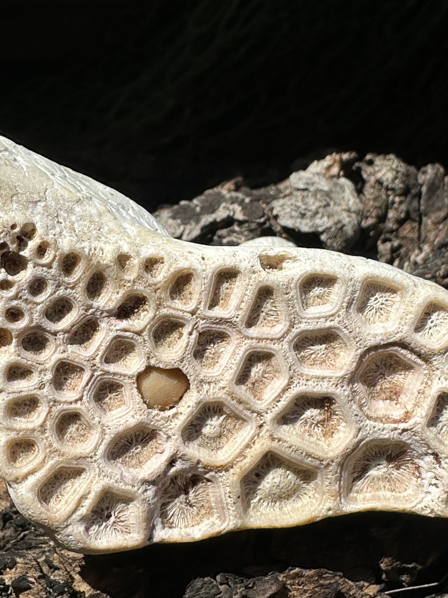 Fossilized Drum Mouth Plate