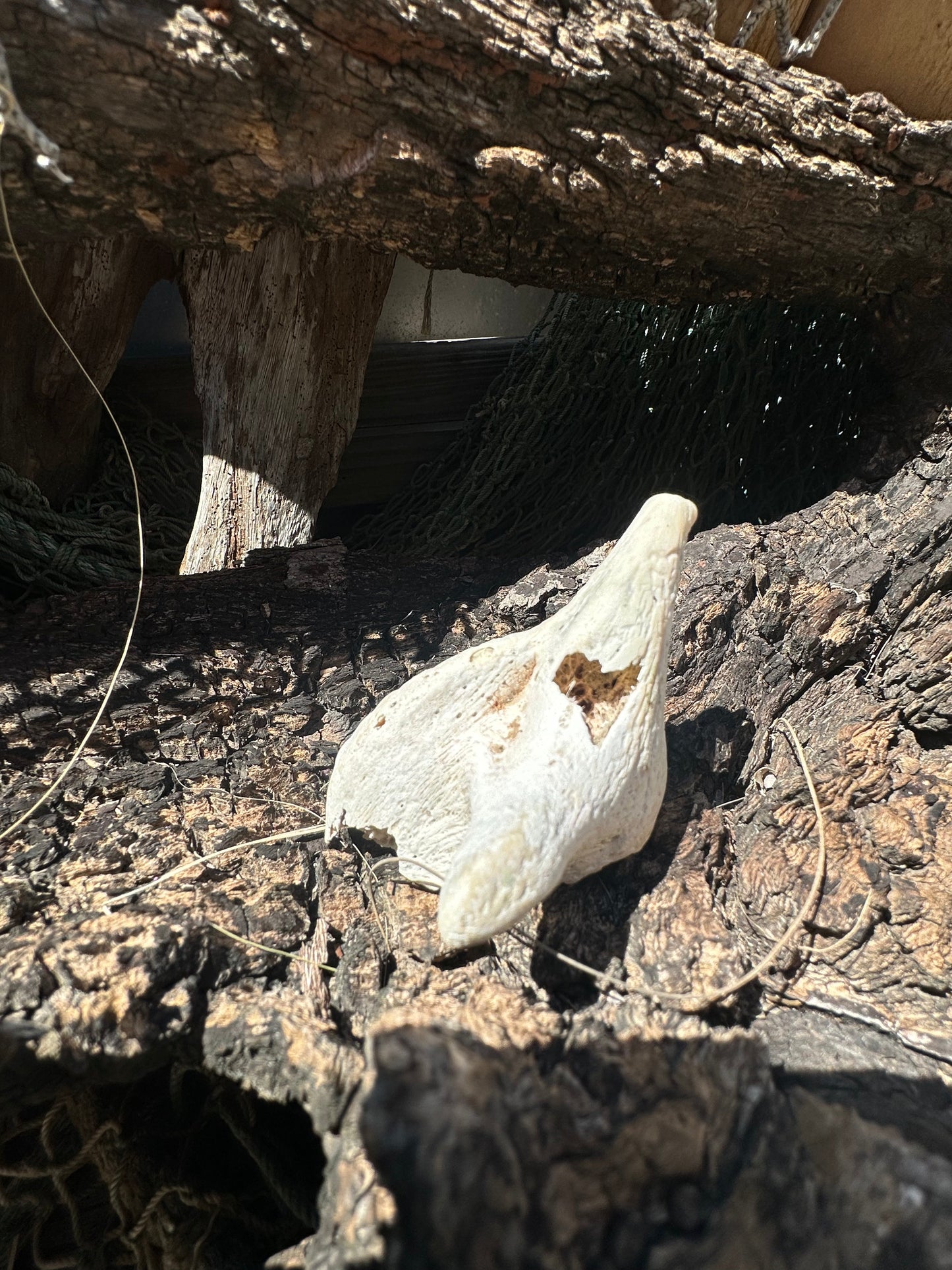 Fossilized Drum Mouth Plate
