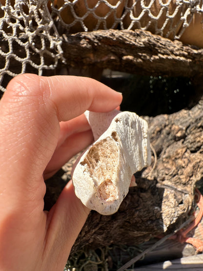 Fossilized Drum Mouth Plate