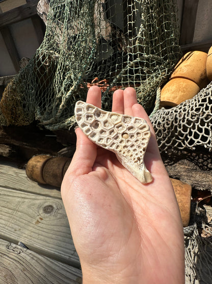 Fossilized Drum Mouth Plate