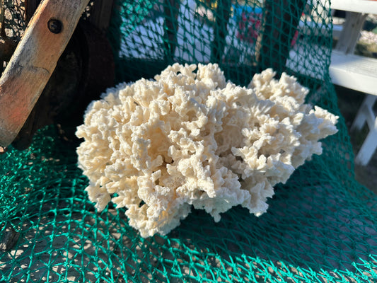 Genuine Vintage Merulina Coral 14x9x9" Ocean Collectible Display Shell