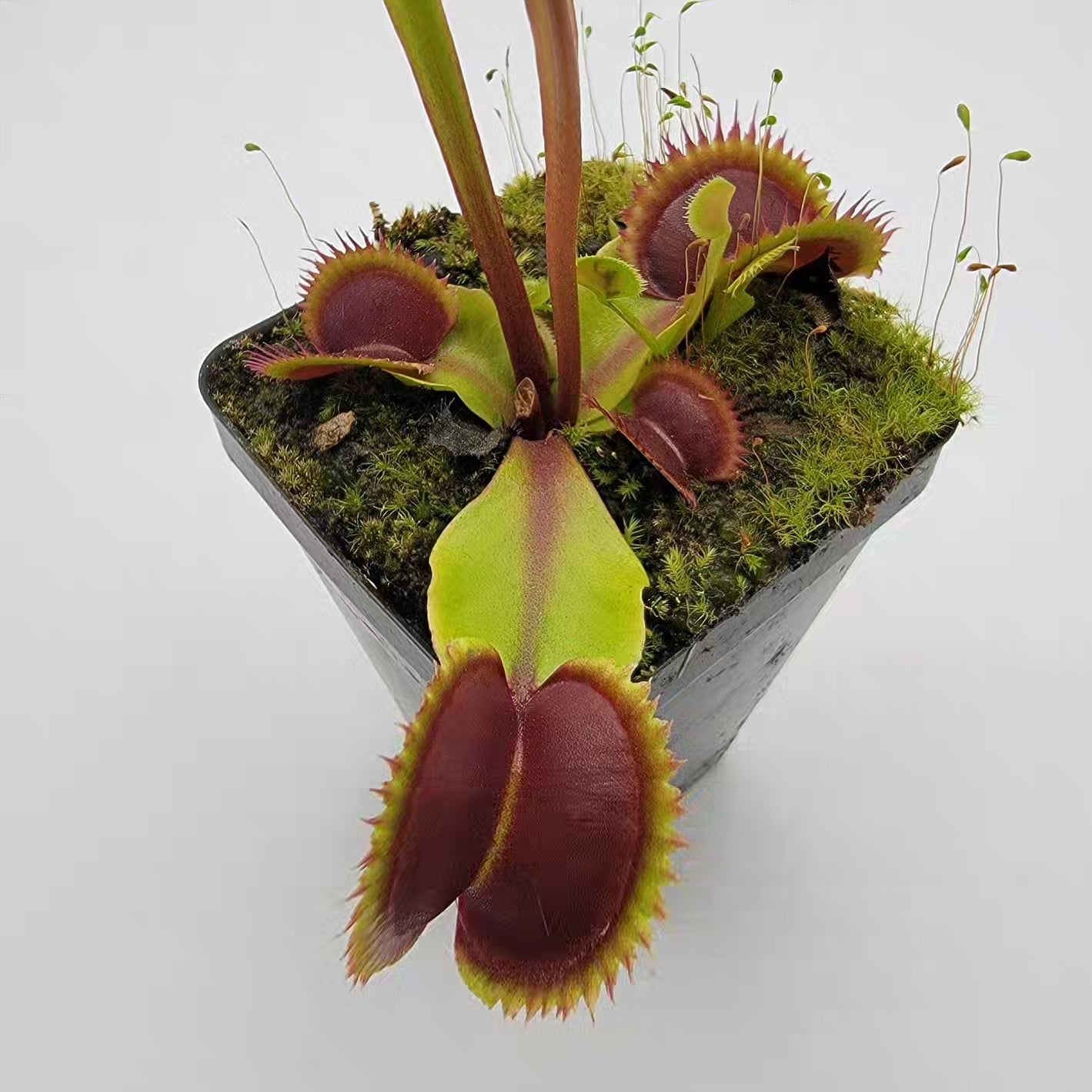 Venus Flytrap 'Sawtooth x Red Piranha' – Live Carnivorous Plant – Venus flytrap