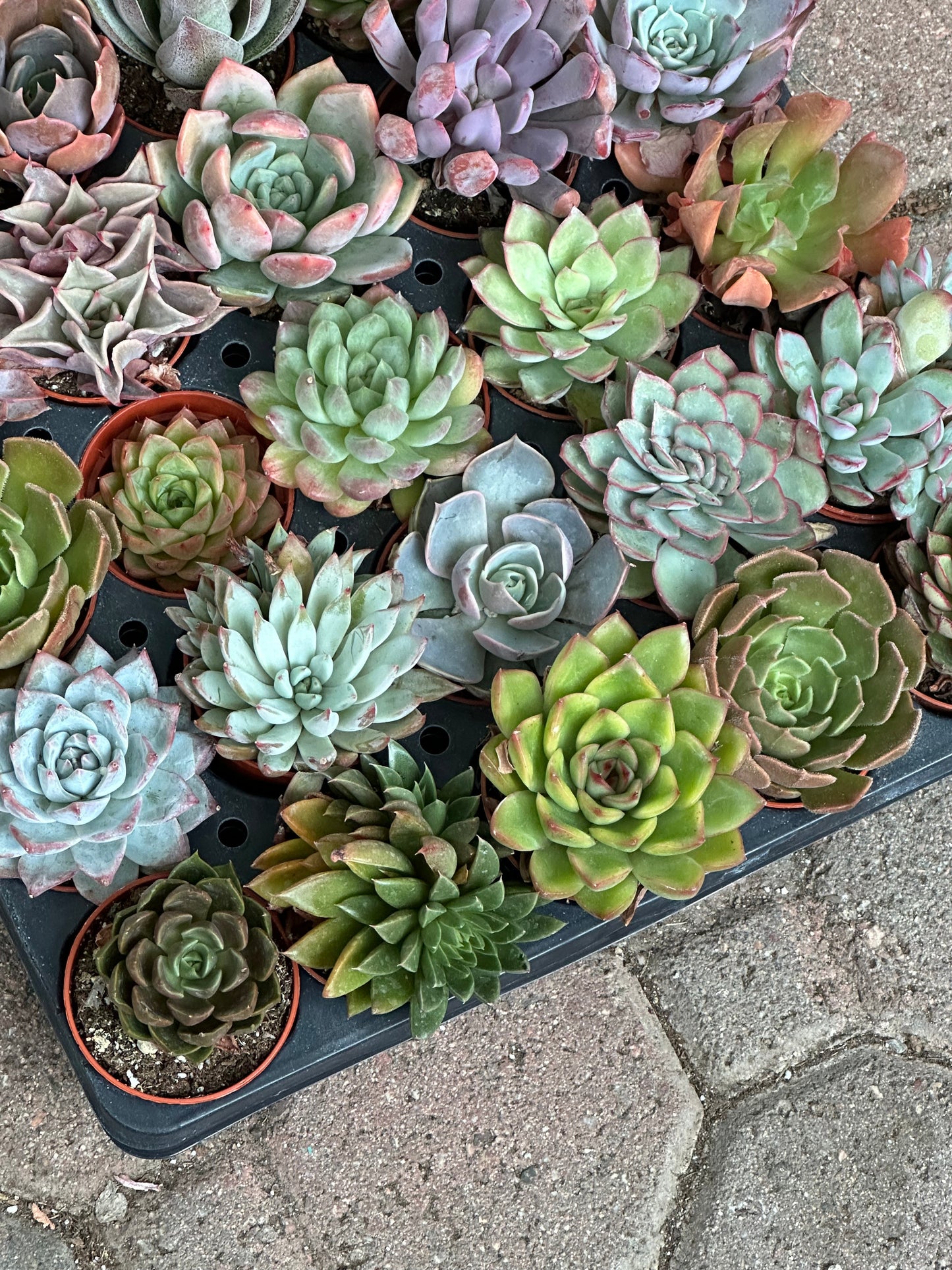 Rosette Variety Tray of 40