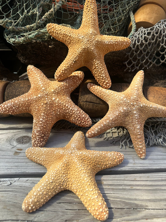 Jungle Starfish- Pentaceraster mammillatus –