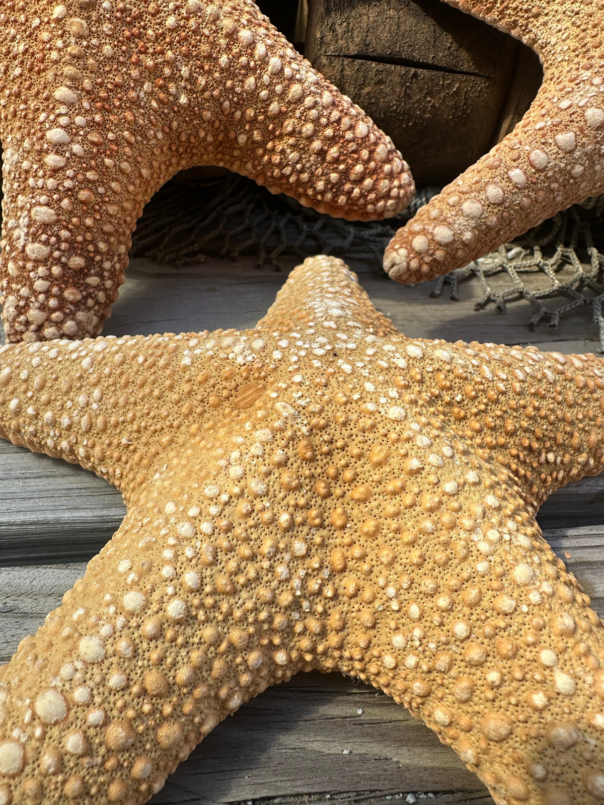 Jungle Starfish- Pentaceraster mammillatus –
