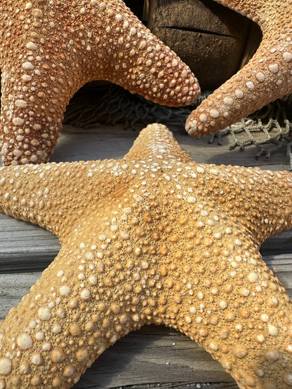 Jungle Starfish- Pentaceraster mammillatus –