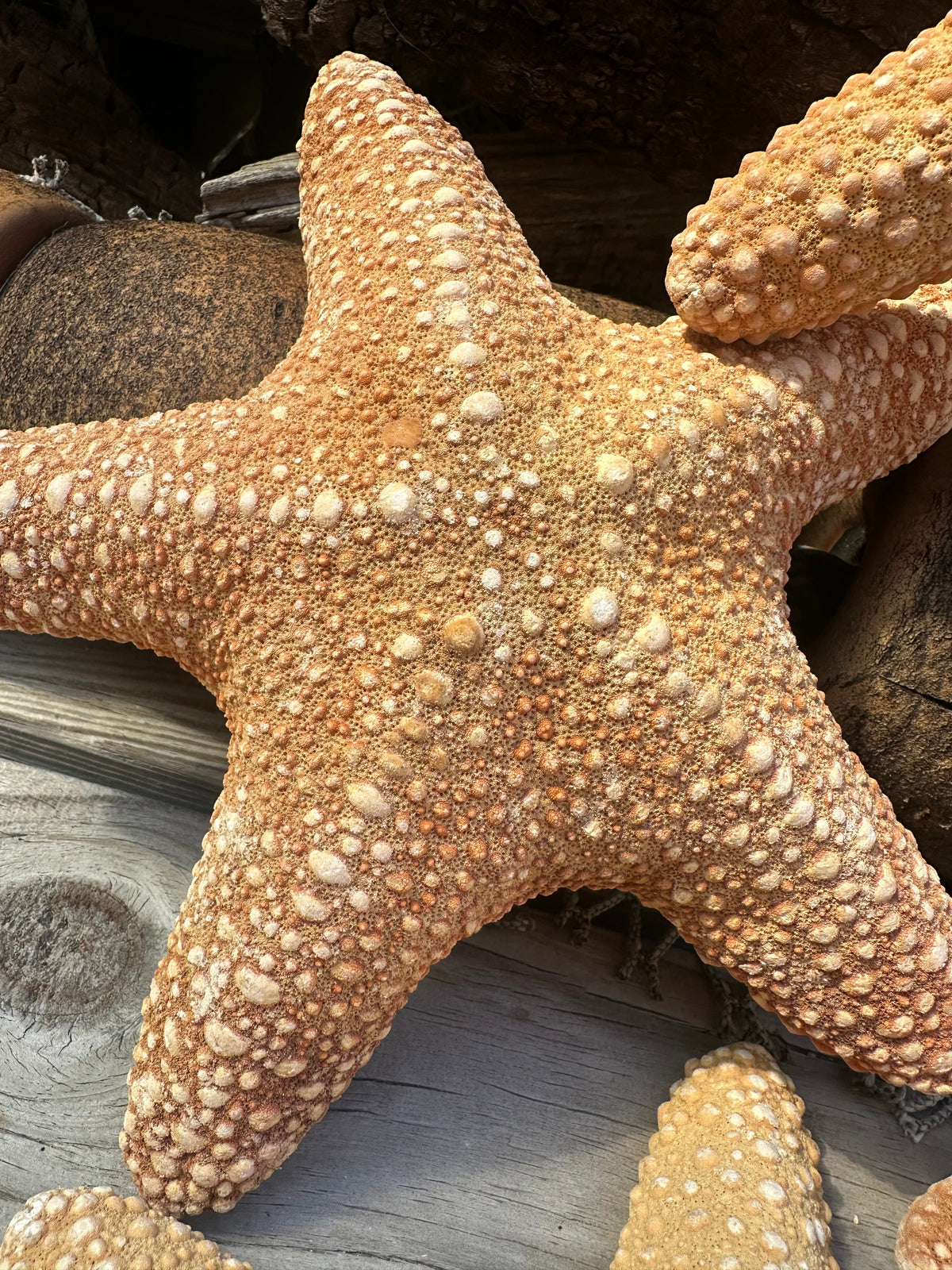 Jungle Starfish- Pentaceraster mammillatus –
