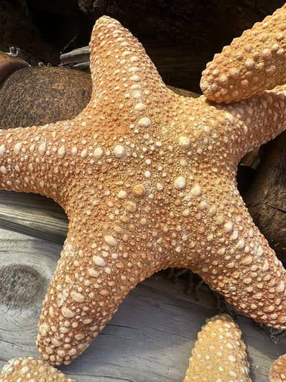 Jungle Starfish- Pentaceraster mammillatus –