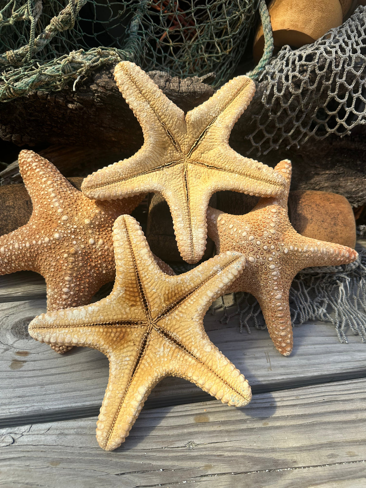 Jungle Starfish- Pentaceraster mammillatus –