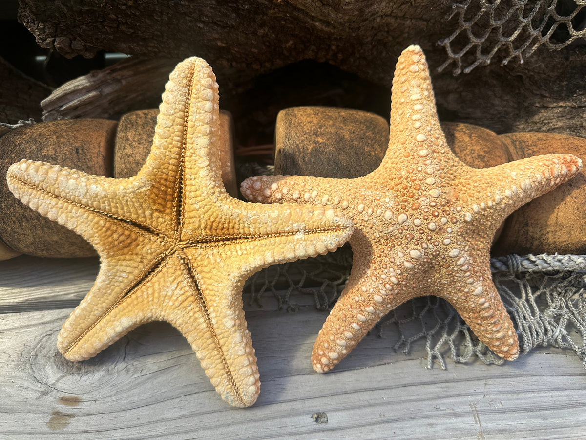 Jungle Starfish- Pentaceraster mammillatus –