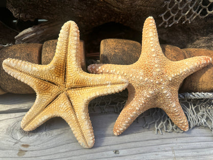 Jungle Starfish- Pentaceraster mammillatus –
