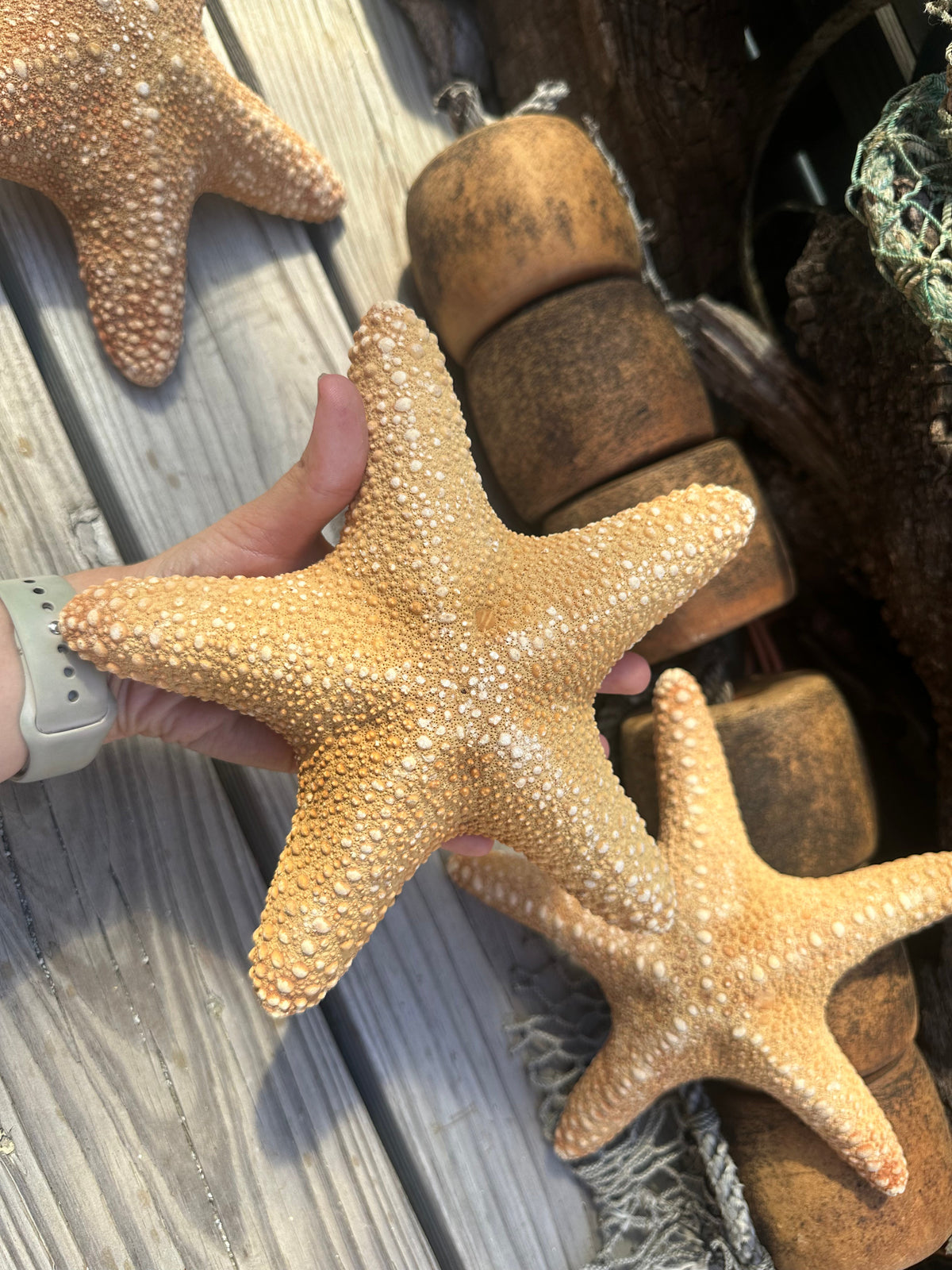 Jungle Starfish- Pentaceraster mammillatus –