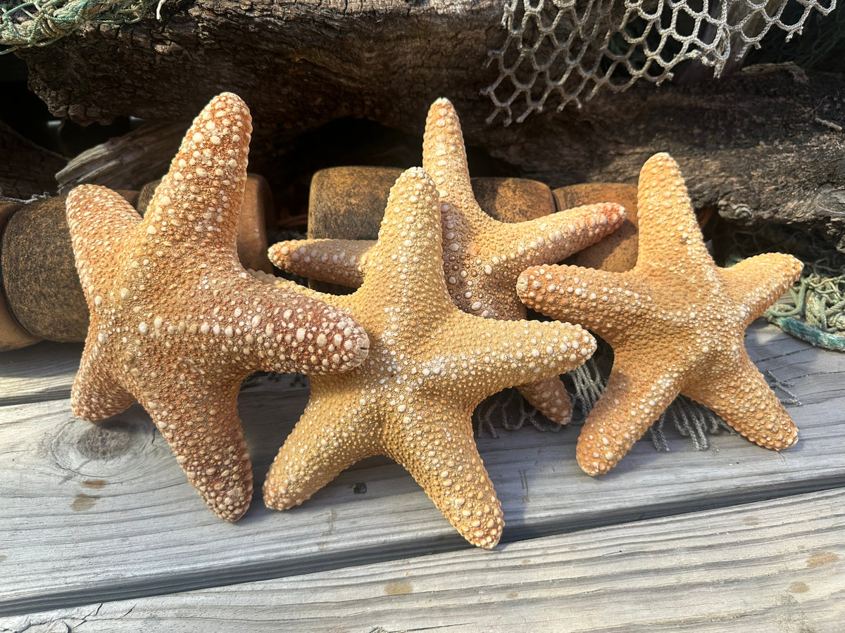 Jungle Starfish- Pentaceraster mammillatus –