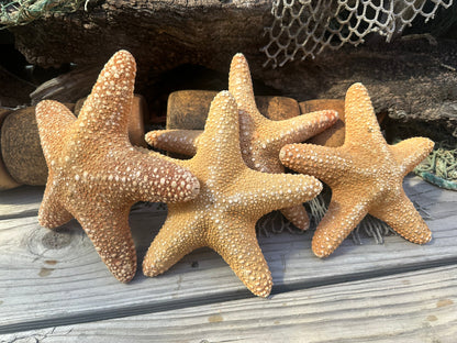 Jungle Starfish- Pentaceraster mammillatus –