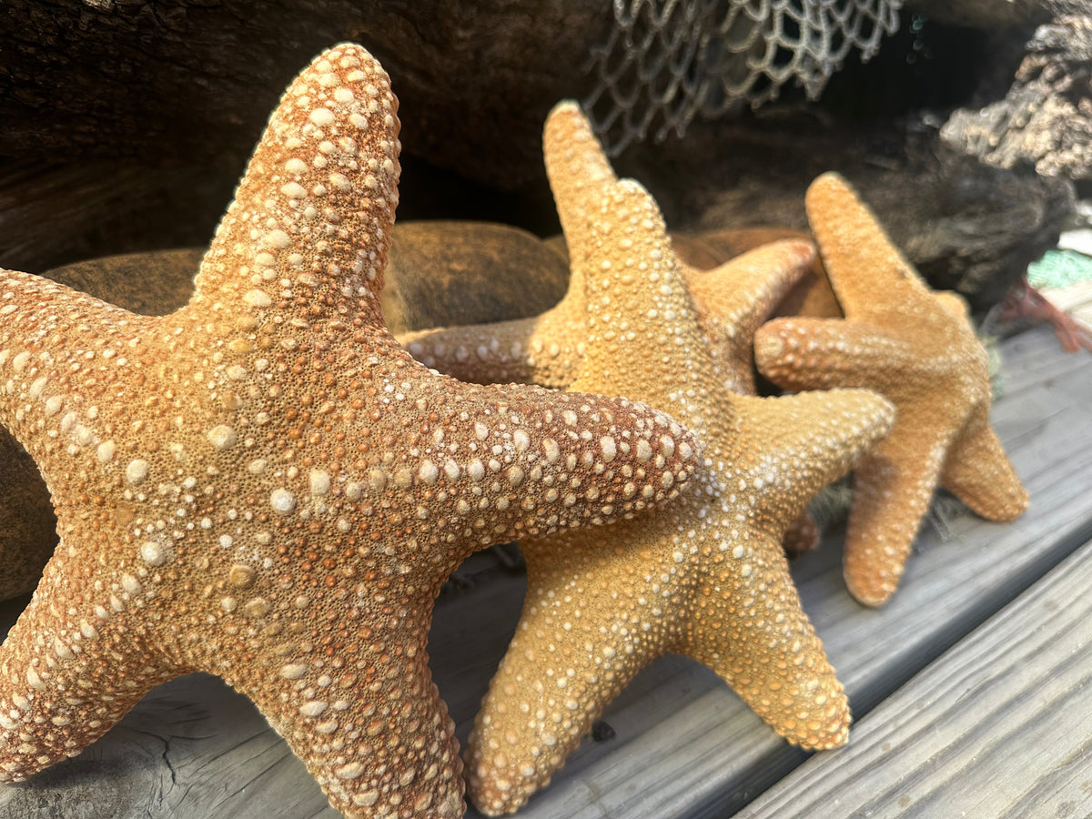 Jungle Starfish- Pentaceraster mammillatus –